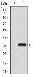 GSC Antibody