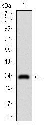 GSC Antibody