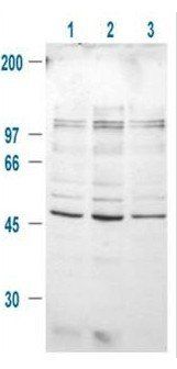 GSK3 Beta (phospho-S9) antibody