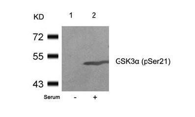 GSK3α (Phospho-Ser21) Antibody