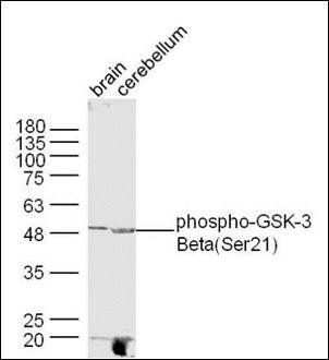 GSK3 beta (phospho-Ser21) antibody