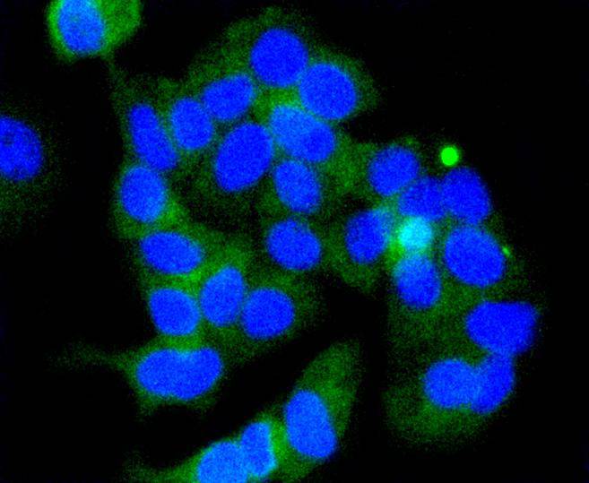 GSK3 beta(Phospho-Ser 9) Antibody