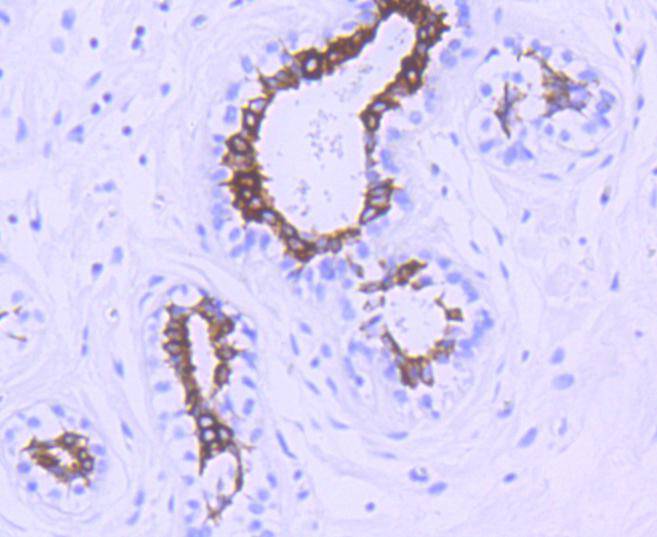 GSK3 beta(Phospho-Ser 9) Antibody