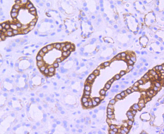 GSK3 beta(Phospho-Ser 9) Antibody