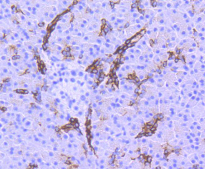 GSK3 beta(Phospho-Ser 9) Antibody