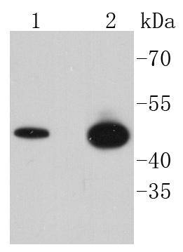 GSK3 beta(Phospho-Ser 9) Antibody