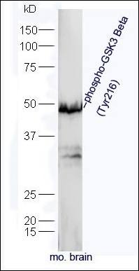 GSK3 beta (phospho-Tyr216) antibody
