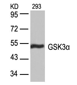 GSK3A (Ab-21) antibody