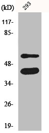 GSK3A/GSK3B Antibody