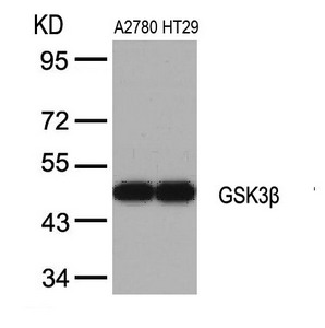 GSK3B (Ab-9) antibody