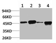 GSK3B Antibody