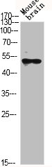GSK3B Antibody