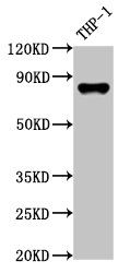 GSN antibody