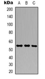 GSPT1 antibody | Biorbyt