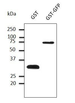 GST Antibody