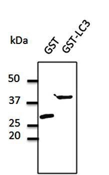 GST Antibody