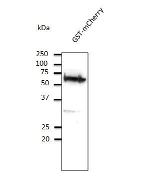 GST Antibody