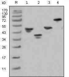 GST Tag Antibody