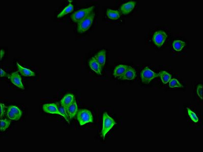 GSTA1 antibody