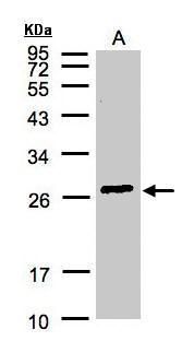 GSAT1 / GSAT2 / GSAT3 antibody