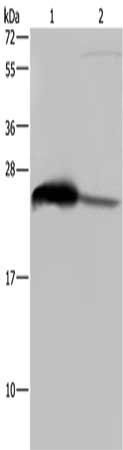 GSTA3 antibody