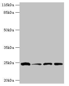GSTK1 Antibody