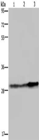 GSTO1 antibody