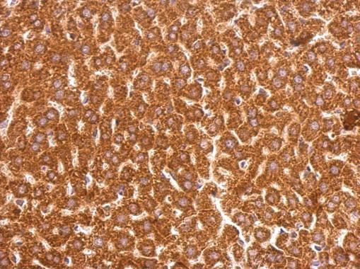 GSTP1 antibody [N1N2], N-term