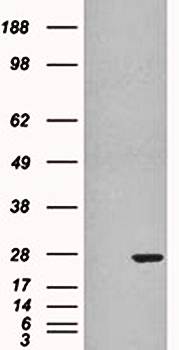 Goat anti-GST3 / GSTP1 Antibody
