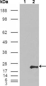 GSTP1 Antibody