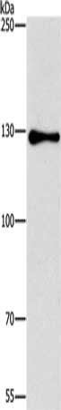 GTF2I Antibody