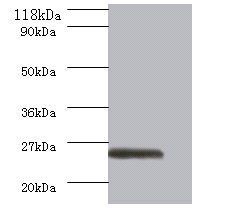 ERAS Antibody