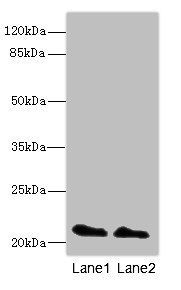 GTPase KRas antibody