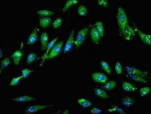 GTPBP4 antibody