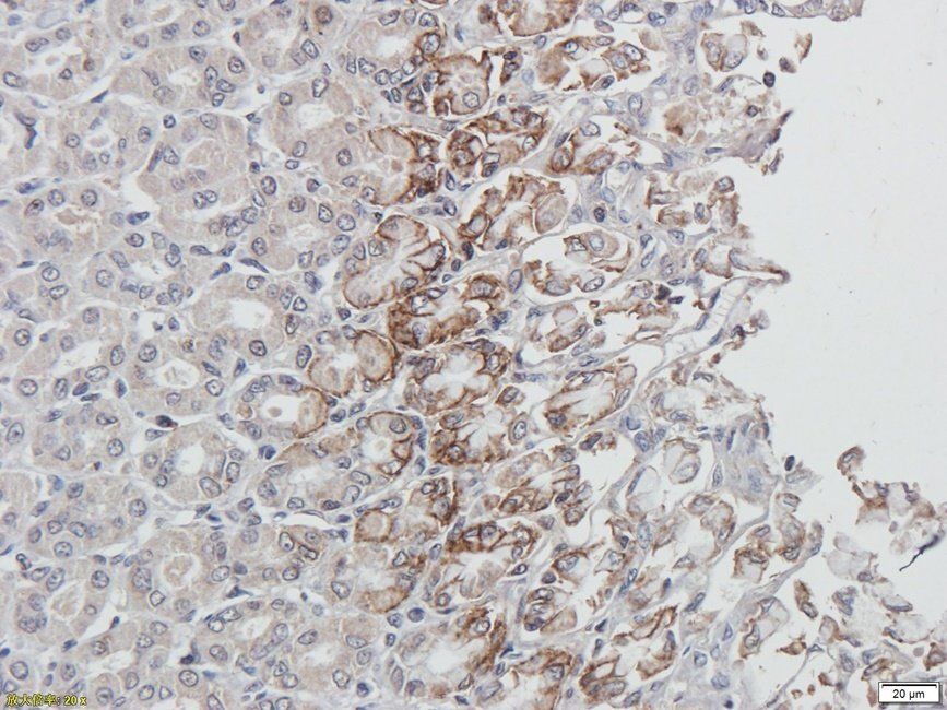 Guanylate Cyclase beta1 subunit antibody