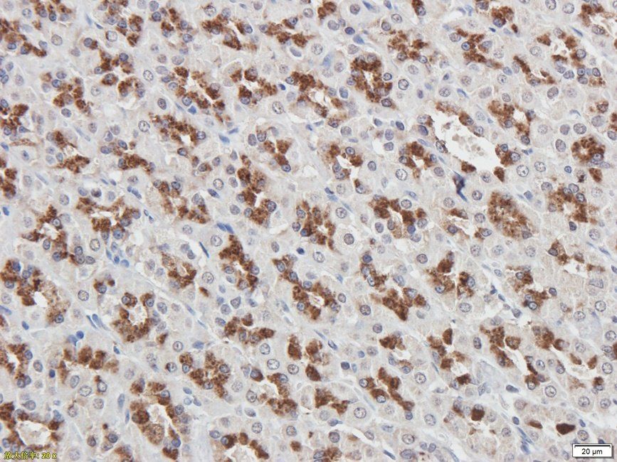 Guanylate Cyclase beta1 subunit antibody