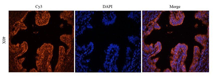 GUCY1A2 antibody