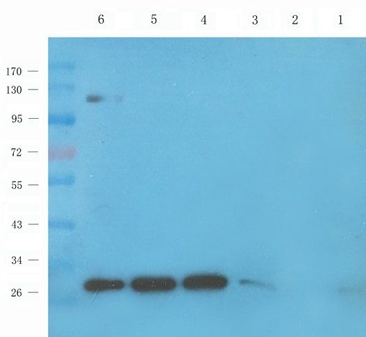 GUCY1A2 antibody