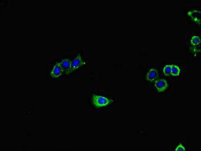 GUCY1A3 antibody