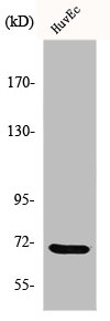 GUCY1B1 Antibody