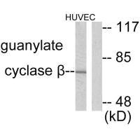 GUCY1B3 antibody