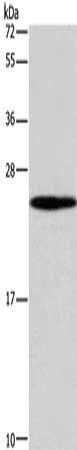 GUK1 Antibody