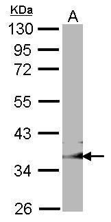 GULP1 antibody [C2C3], C-term