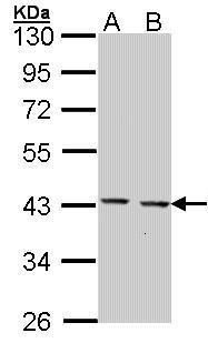 GULP1 antibody