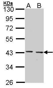 GULP1 antibody [C2C3], C-term