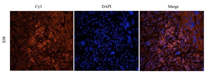 GYG1 antibody