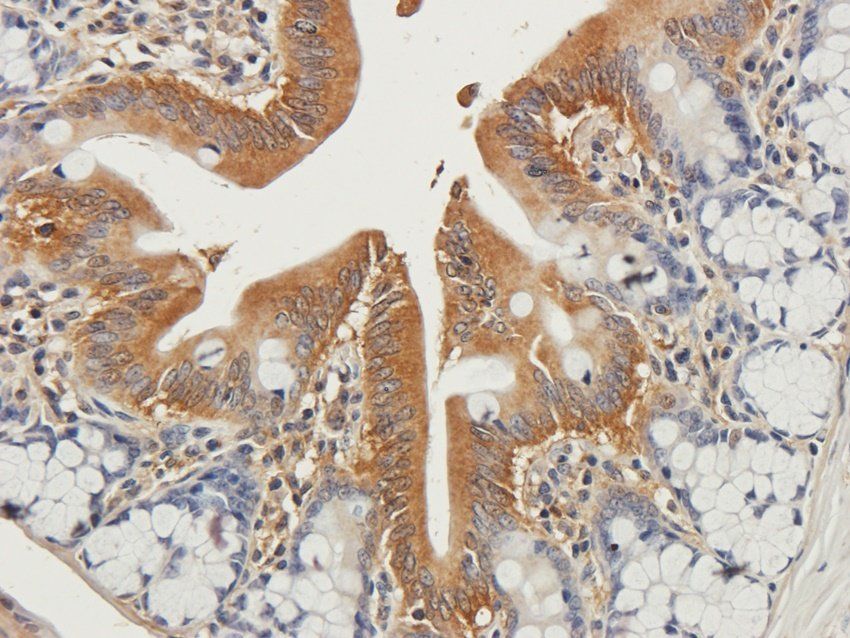 GYG1 antibody