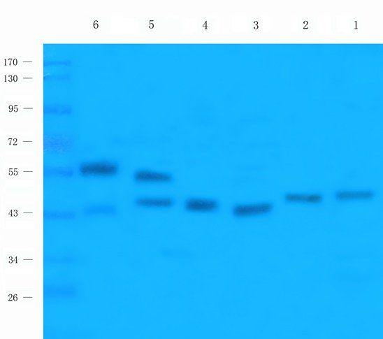 GYG1 antibody