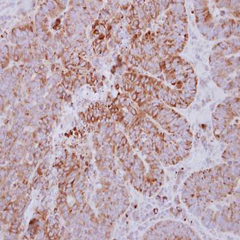 GYG2 antibody