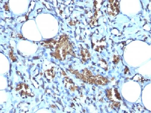 Glycophorin A / CD235a (Erythrocyte Marker) Antibody